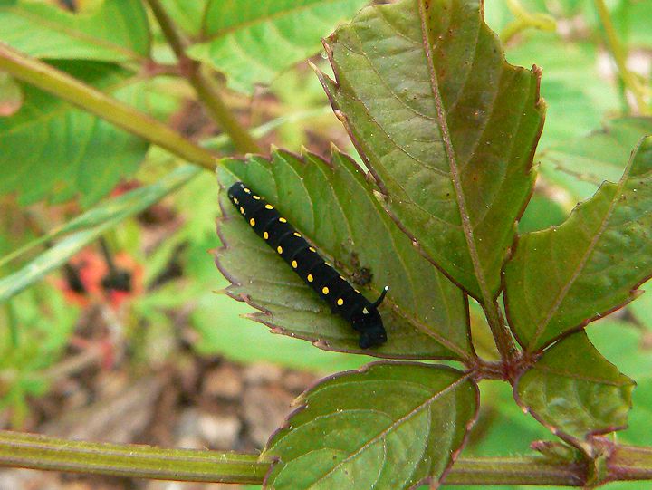 �Z�X�W�X�Y���̗c��