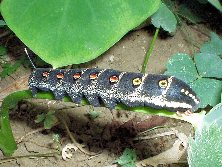 �Z�X�W�X�Y���̗c��