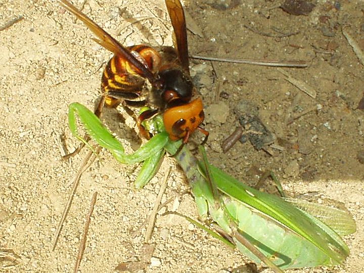 カマキリ スズメバチ スズメバチの天敵はオニヤンマが最強の昆虫だった 捕食動画 画像